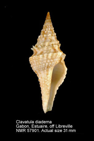 Clavatula diadema (5).jpg - Clavatula diadema(Kiener,1840)